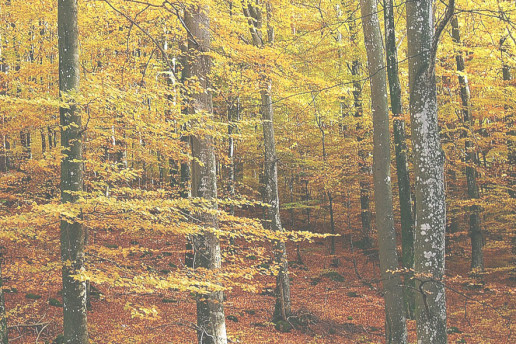 Los mejores paisajes de otoño en Burgos